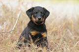 BEAUCERON - PUPPIES 133